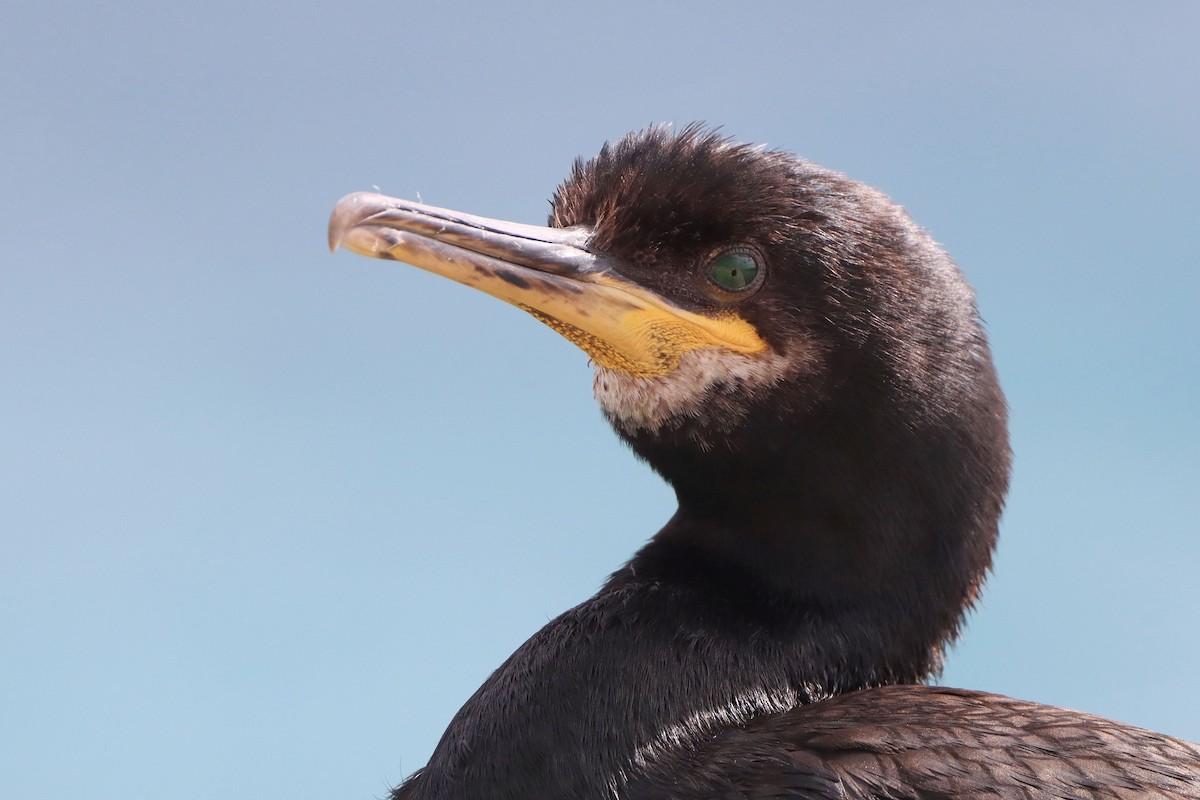 European Shag (Mediterranean) - ML642903488