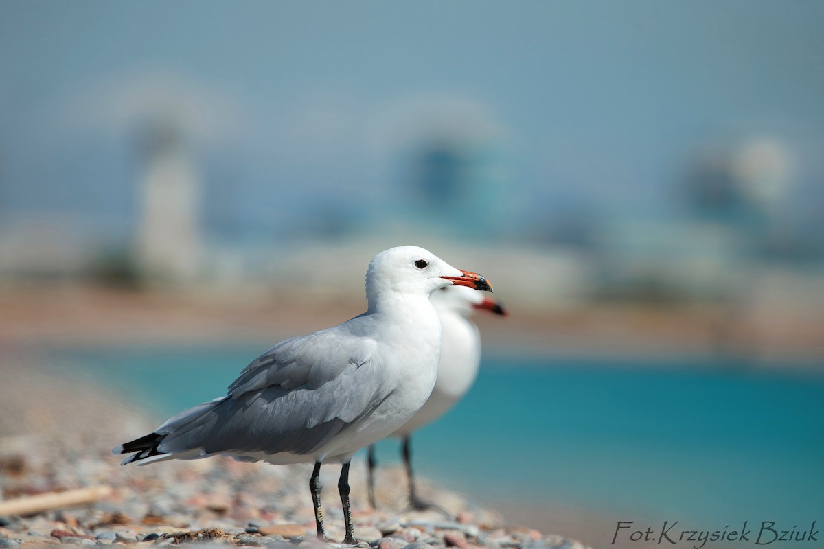 Audouin's Gull - ML642903490
