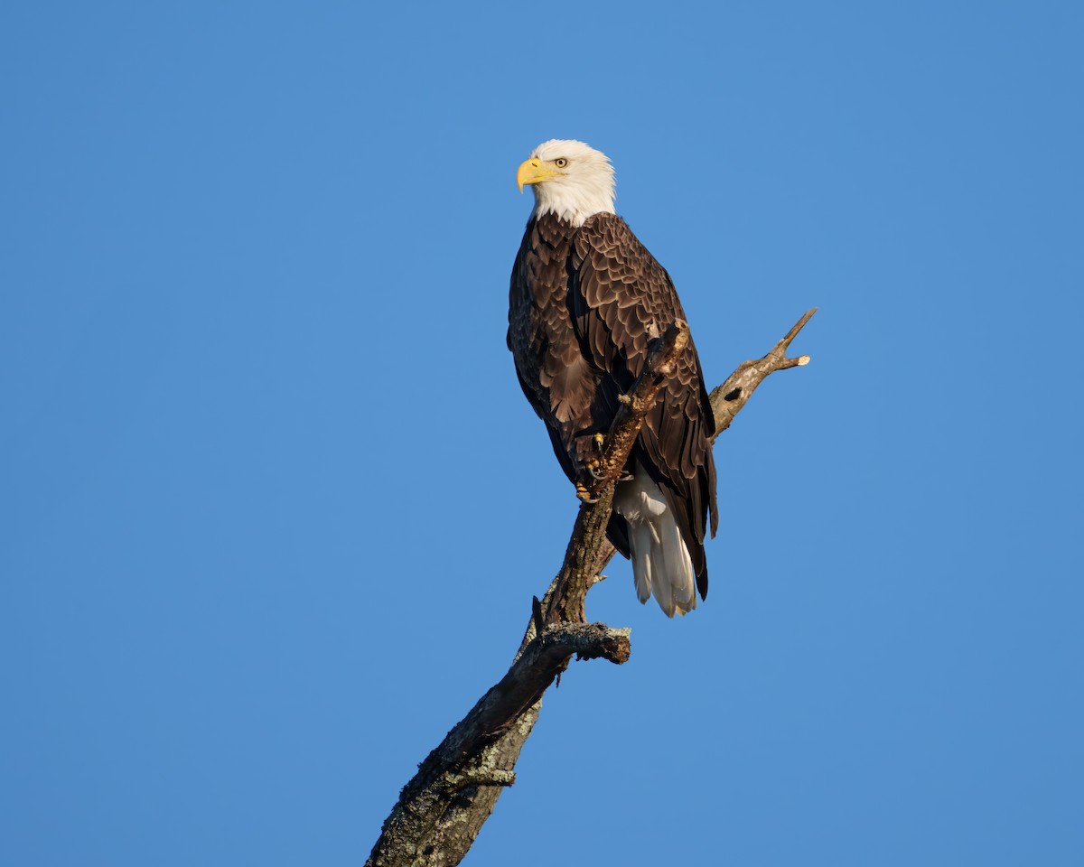 Bald Eagle - ML642903512