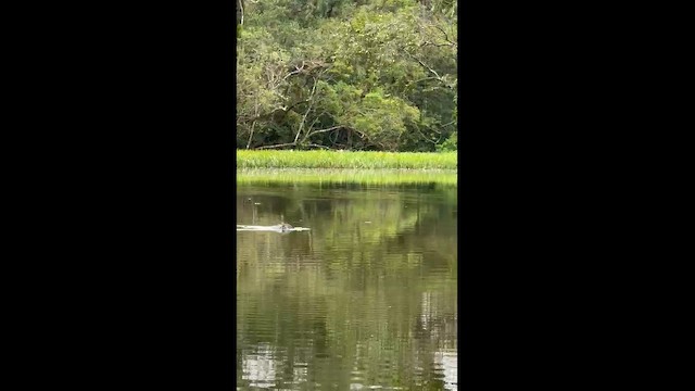 Great Grebe - ML642903513