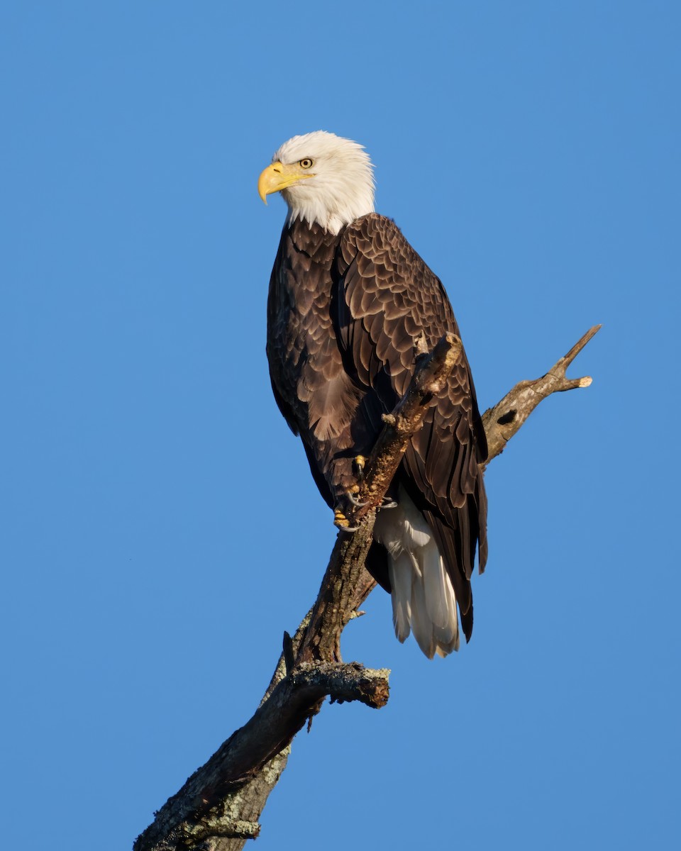 Bald Eagle - ML642903515