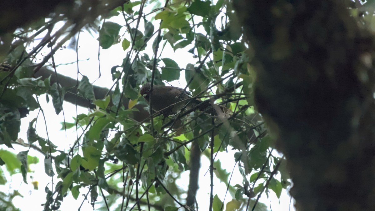 Rusty-fronted Barwing - ML642903518
