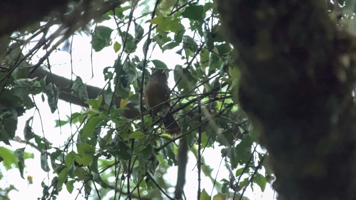 Rusty-fronted Barwing - ML642903519