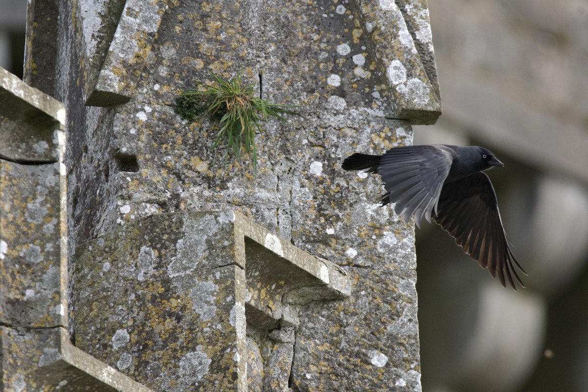 Eurasian Jackdaw - ML642903521