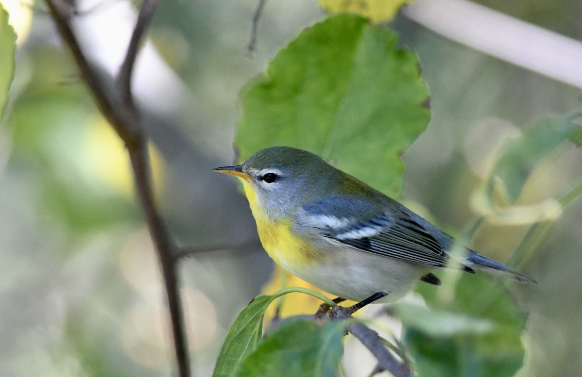 Northern Parula - ML642903528