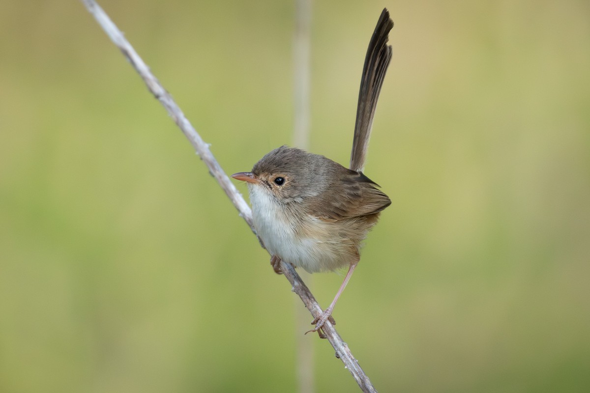 Red-backed Fairywren - ML642903532
