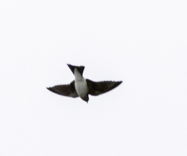 Tree Martin - ML642903543