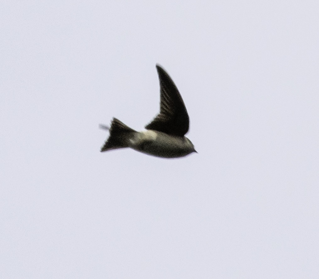 Tree Martin - ML642903544