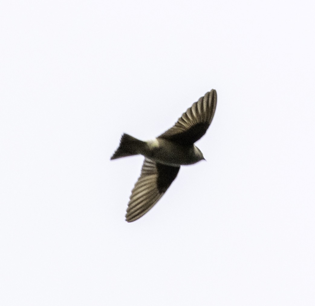 Tree Martin - ML642903545