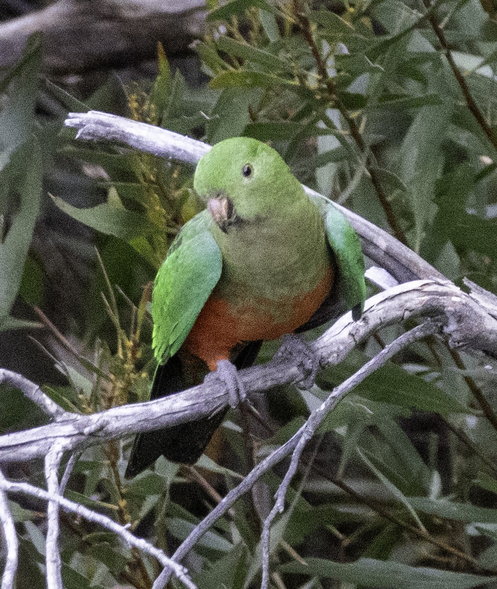 Australian King-Parrot - ML642903548