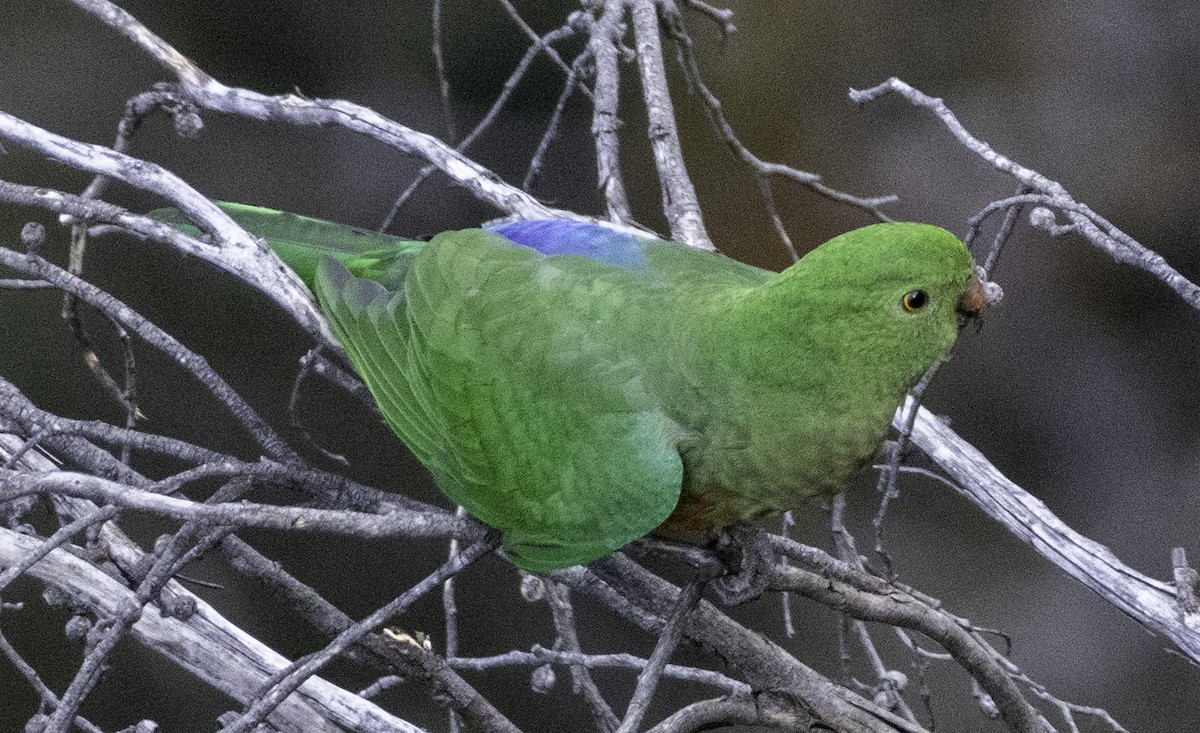 Australian King-Parrot - ML642903549