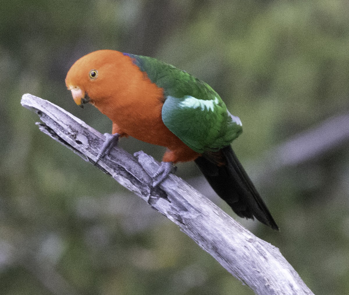 Australian King-Parrot - ML642903550