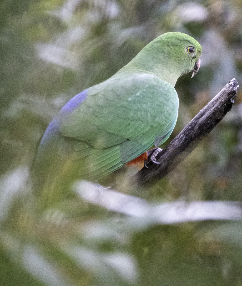 Australian King-Parrot - ML642903551