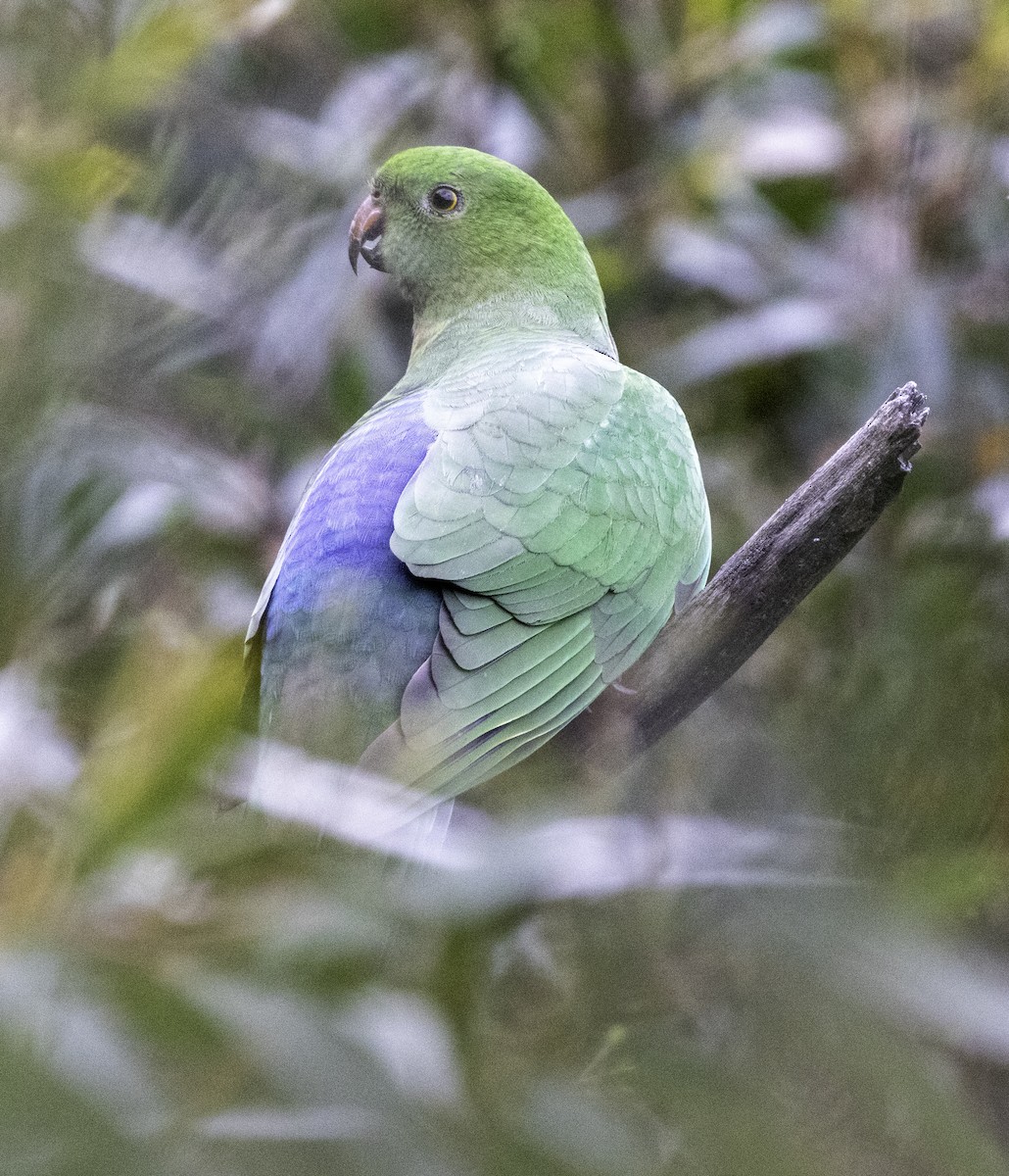 Australian King-Parrot - ML642903552