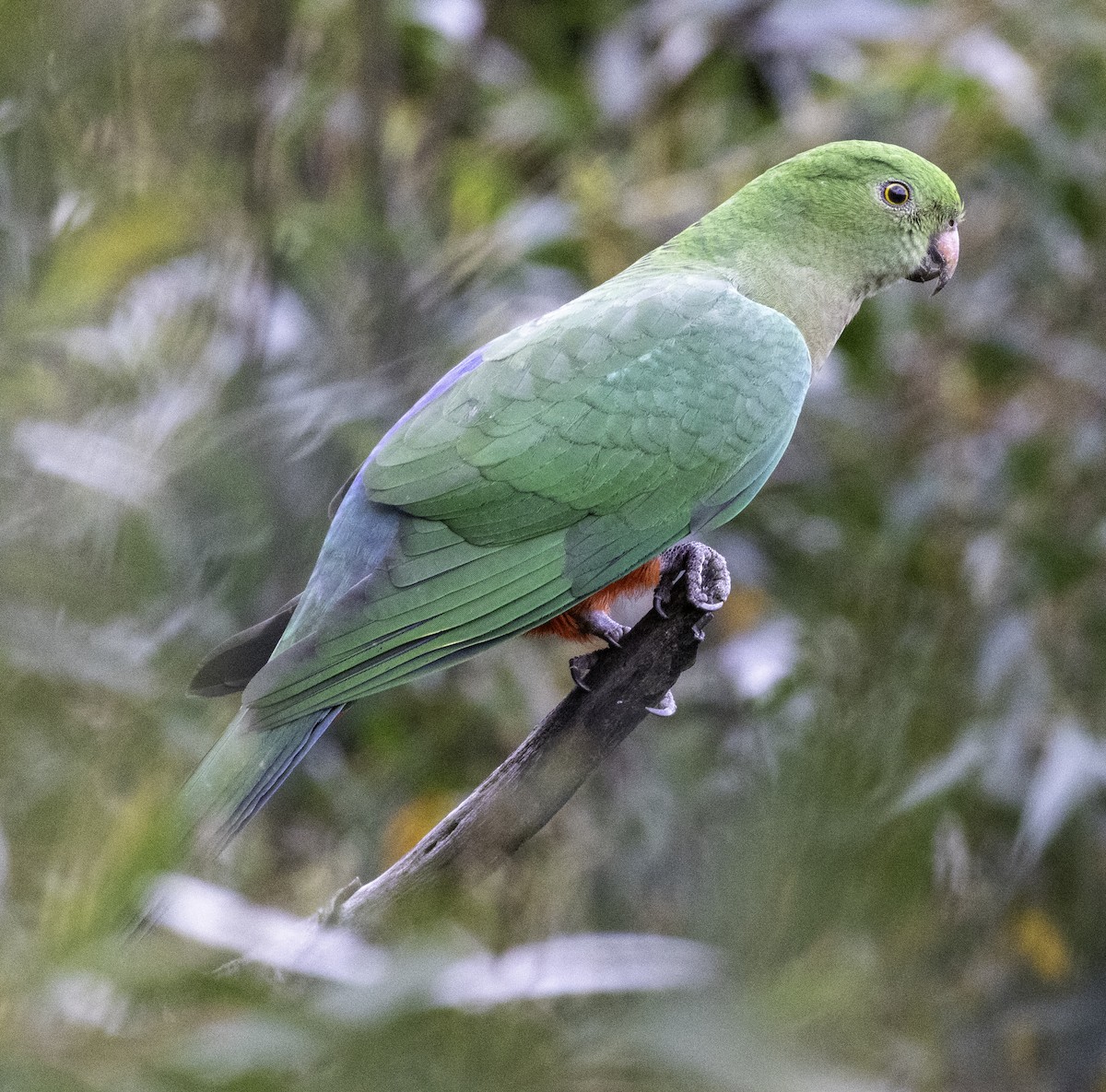 Australian King-Parrot - ML642903553