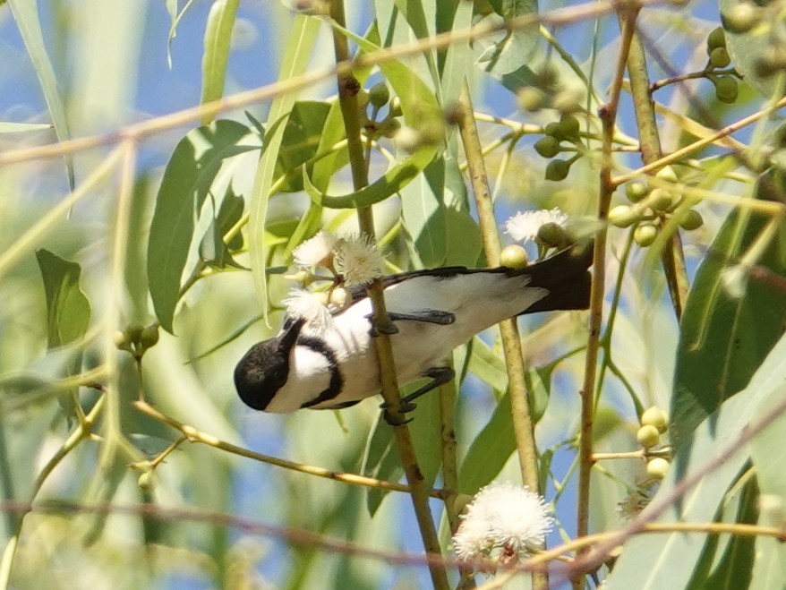 Banded Honeyeater - ML642903561