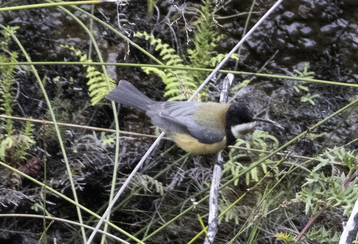 Eastern Spinebill - ML642903563