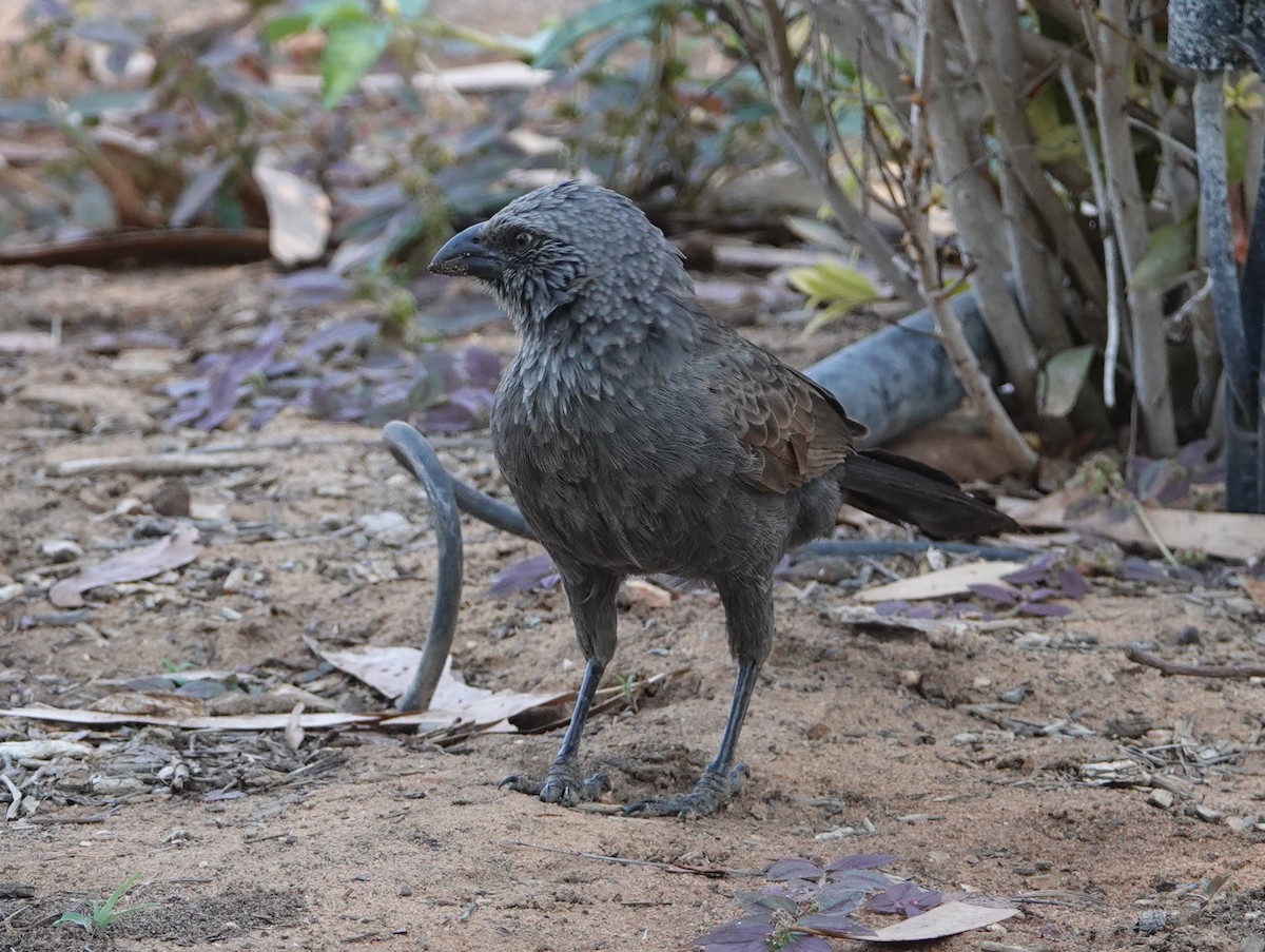Apostlebird - ML642903566