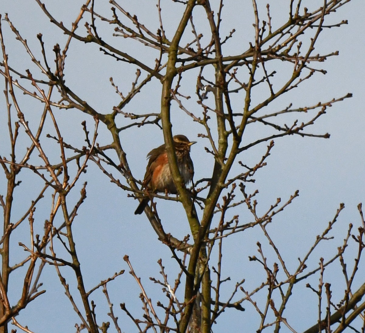 Redwing (Eurasian) - ML642903586