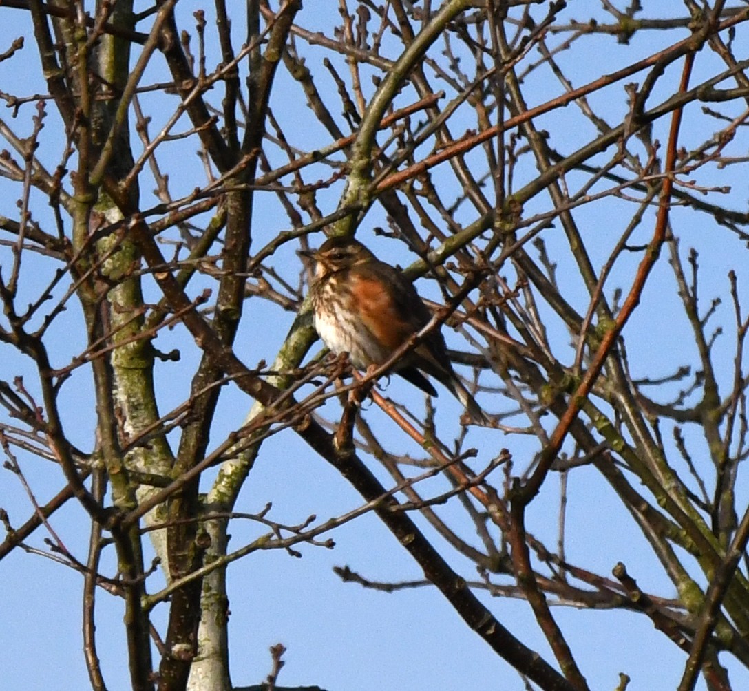 Redwing (Eurasian) - ML642903587
