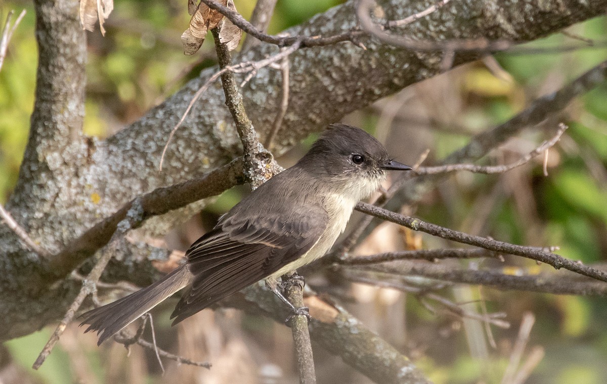 Eastern Phoebe - ML642903591