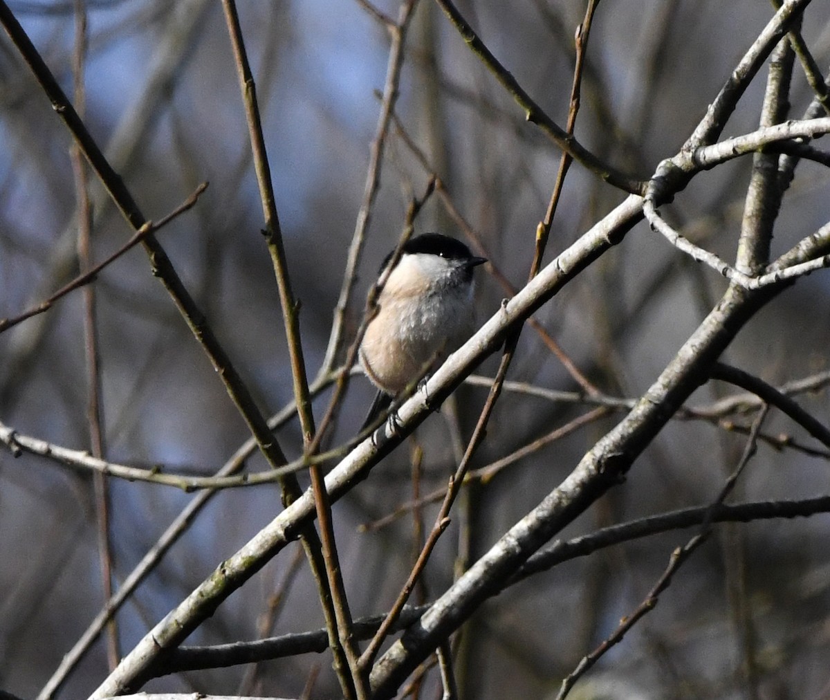 Willow Tit (Willow) - ML642903598