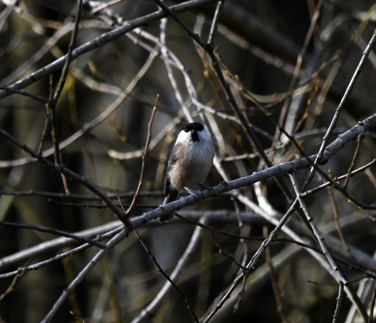 Willow Tit (Willow) - ML642903599