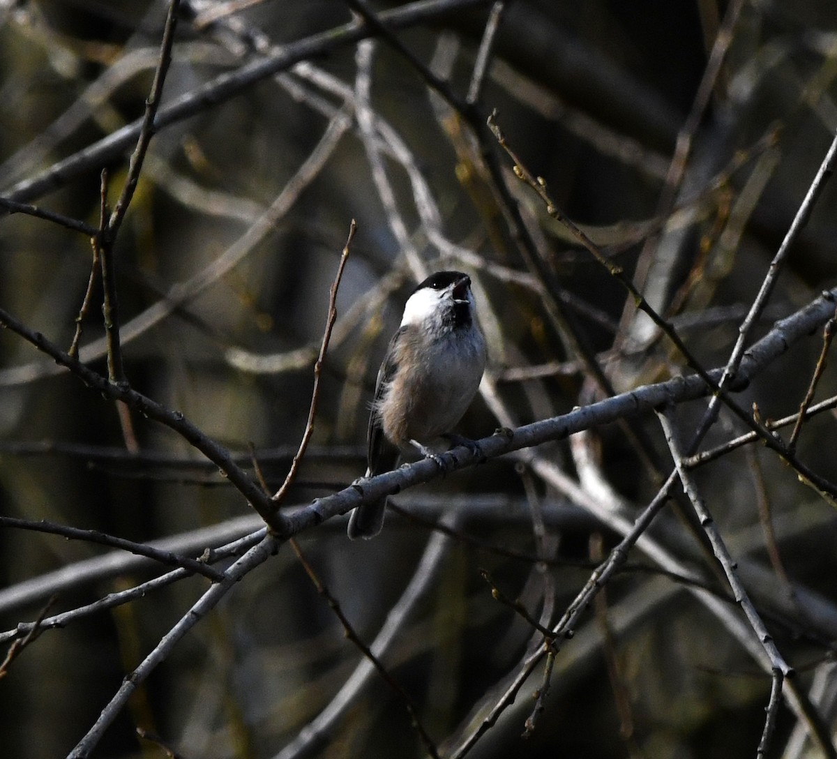 Willow Tit (Willow) - ML642903600