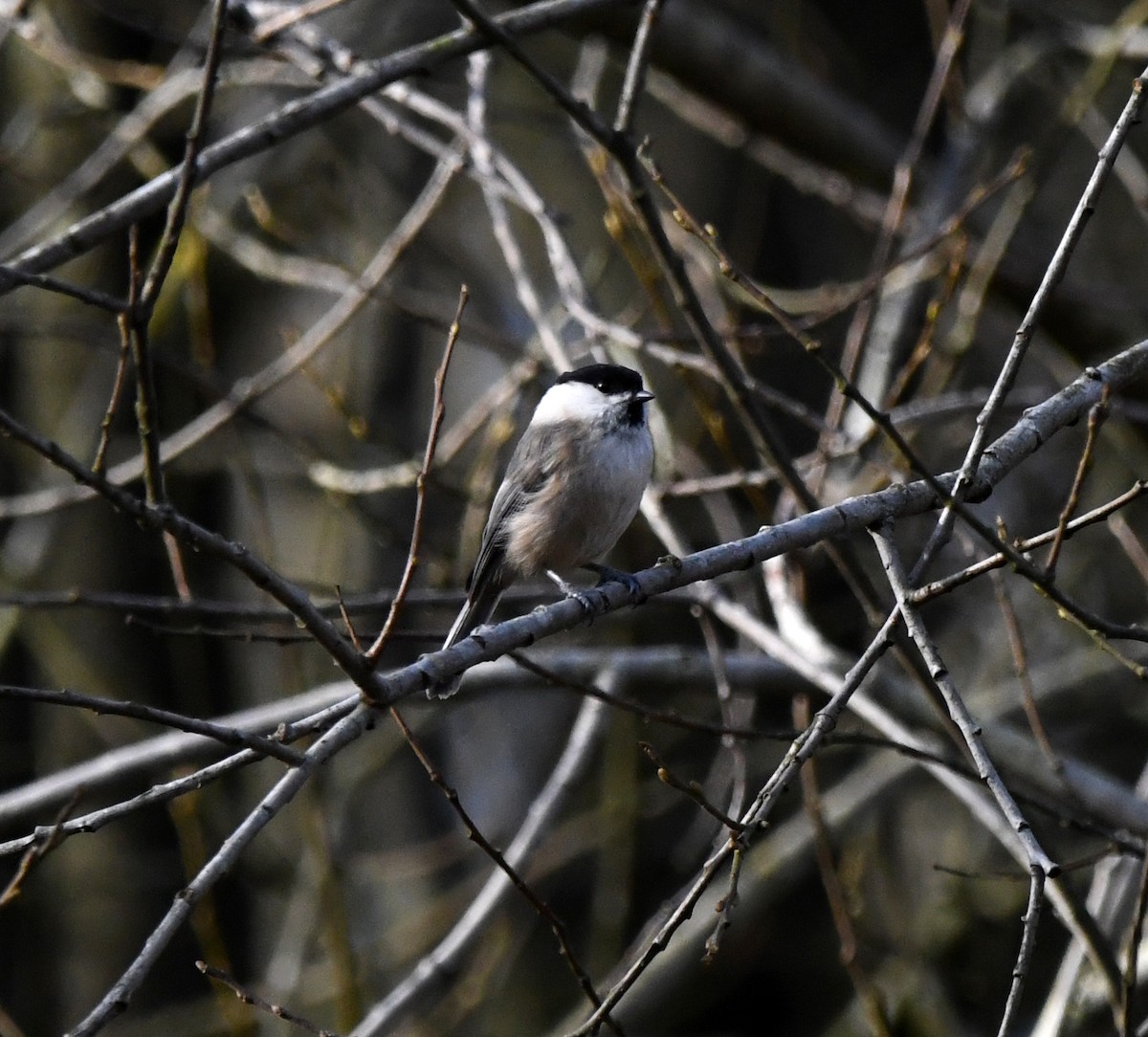 Willow Tit (Willow) - ML642903601