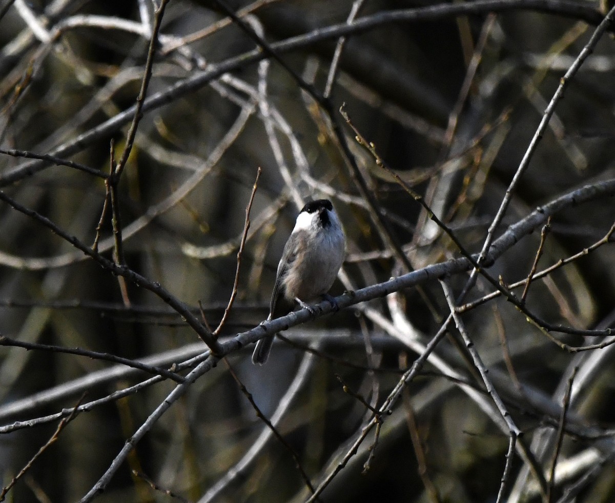 Willow Tit (Willow) - ML642903602
