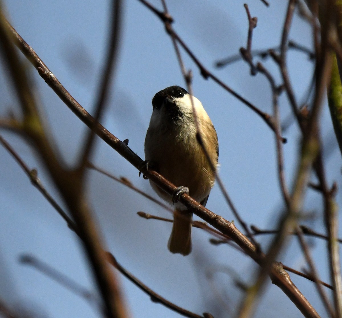 Willow Tit (Willow) - ML642903603