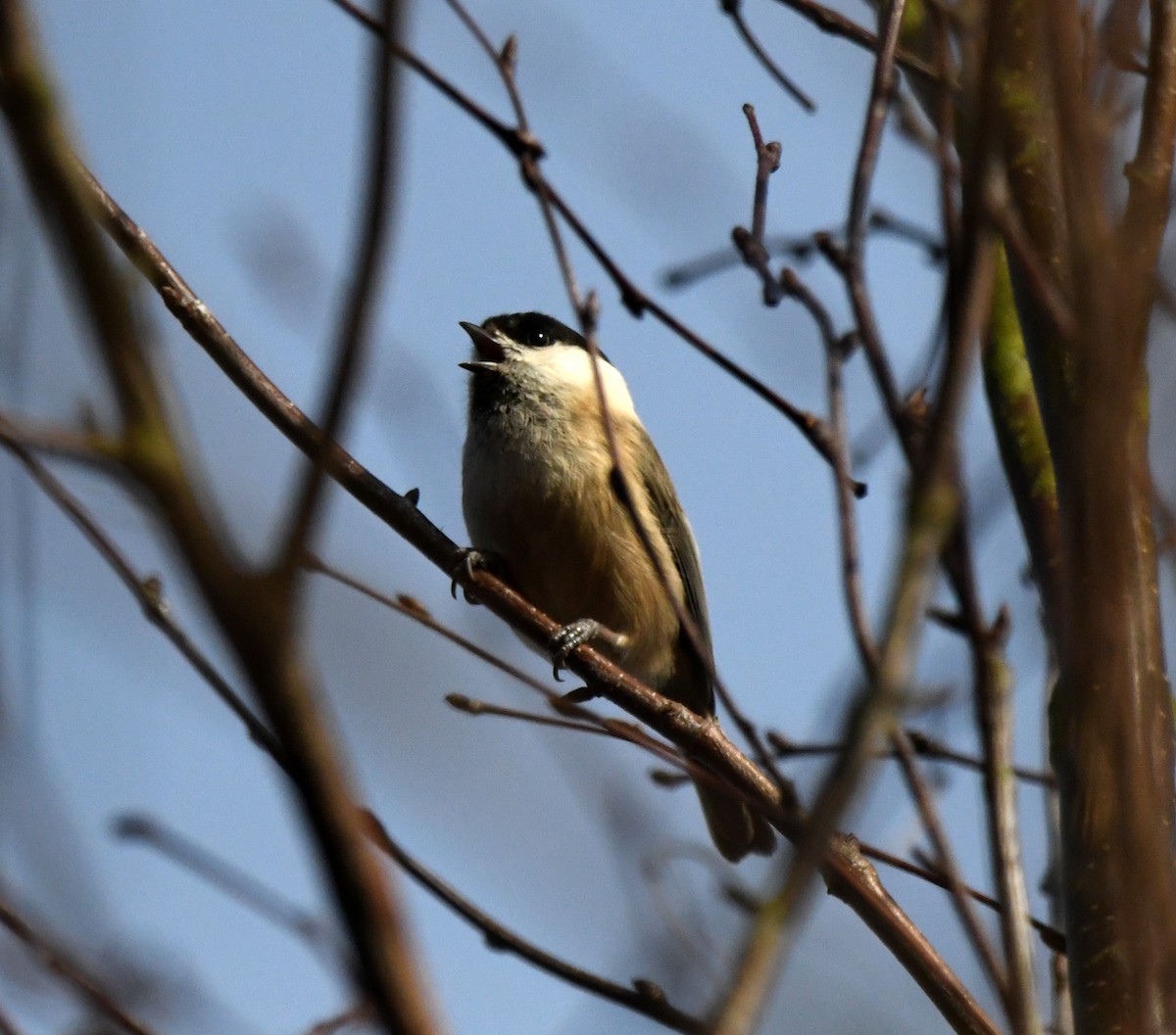 Willow Tit (Willow) - ML642903604