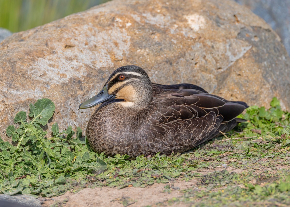 Pacific Black Duck - ML642903646