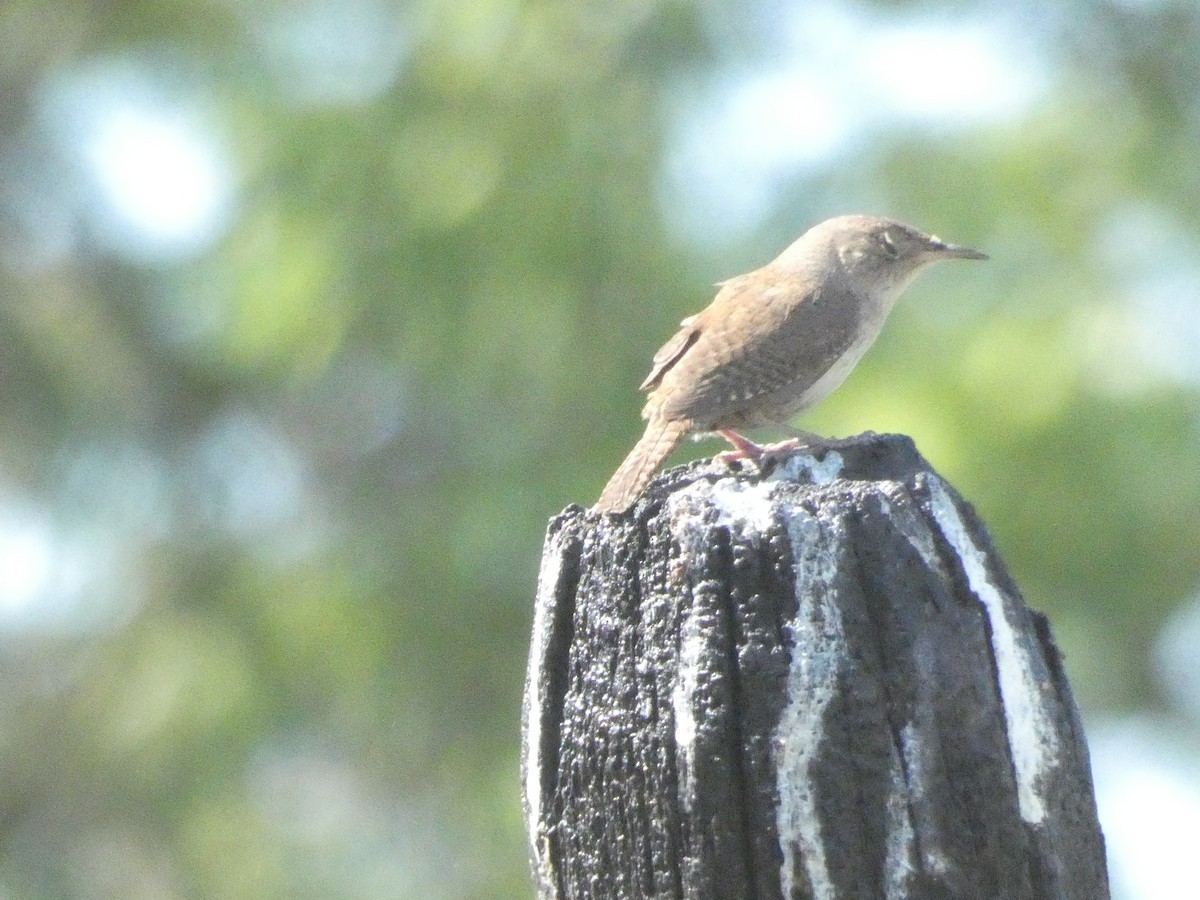 Northern House Wren - ML642903648