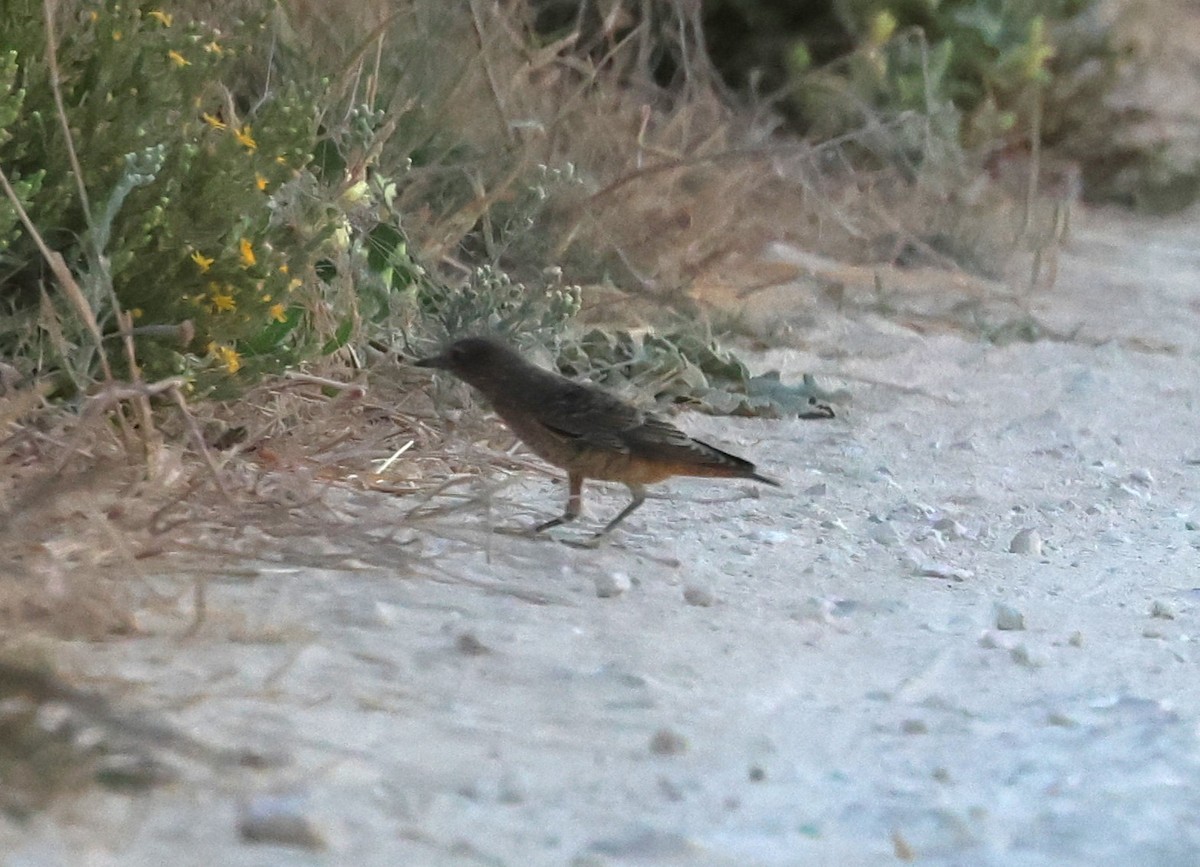 Rufous-tailed Rock-Thrush - ML642903657