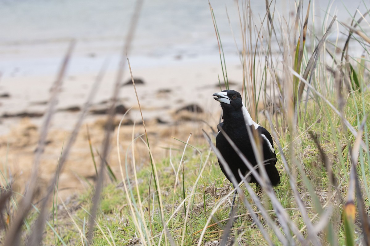 Australian Magpie (White-backed) - ML642903666