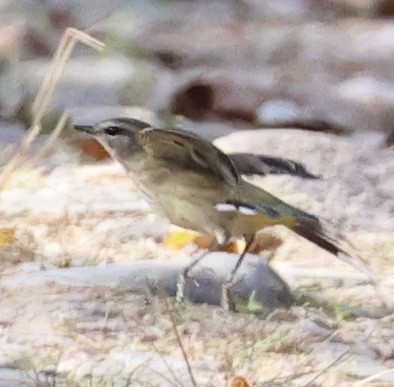 Palm Warbler - ML642903687