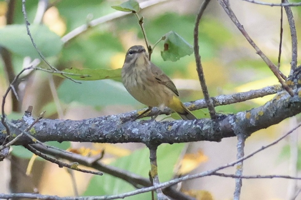 Palm Warbler - ML642903688