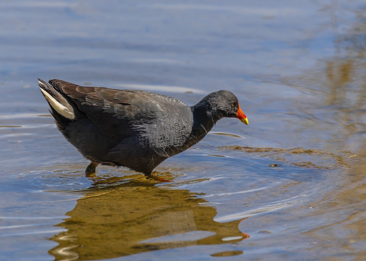 Dusky Moorhen - ML642903694