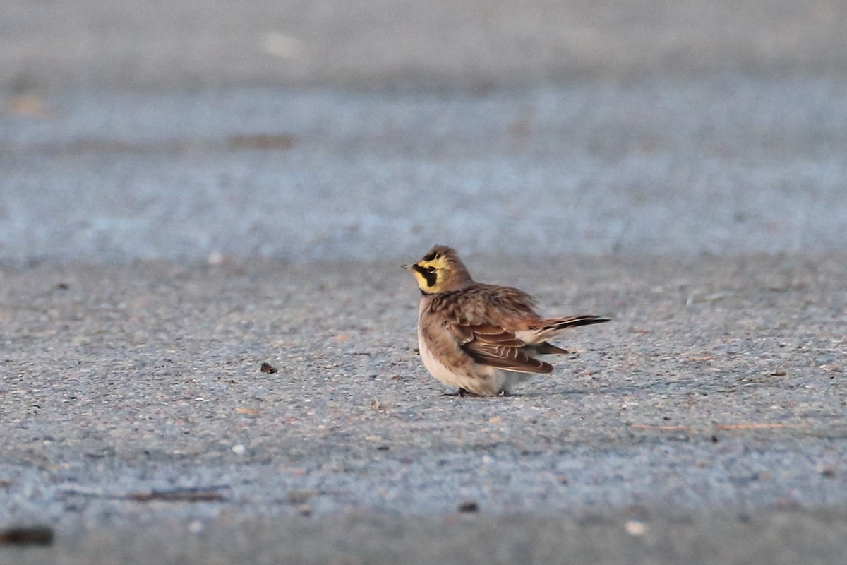 Horned Lark - ML642903705