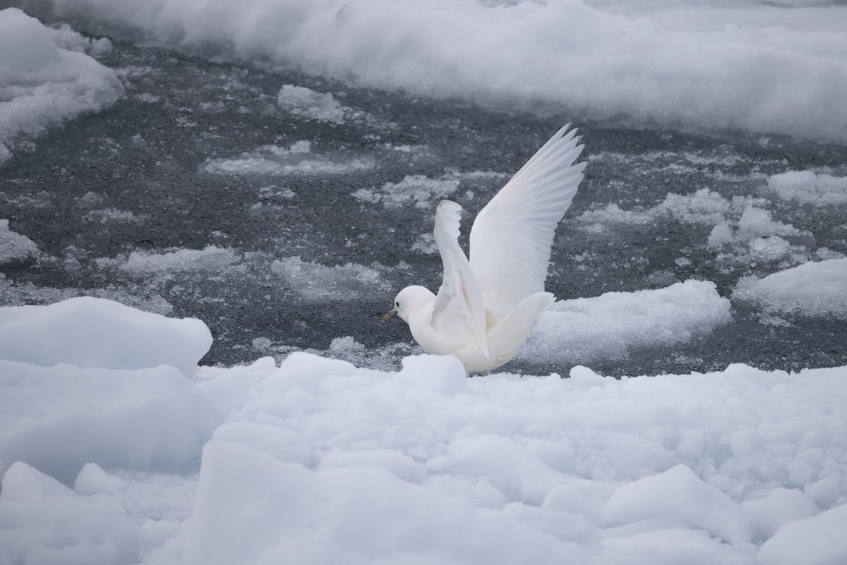 Ivory Gull - ML642903713