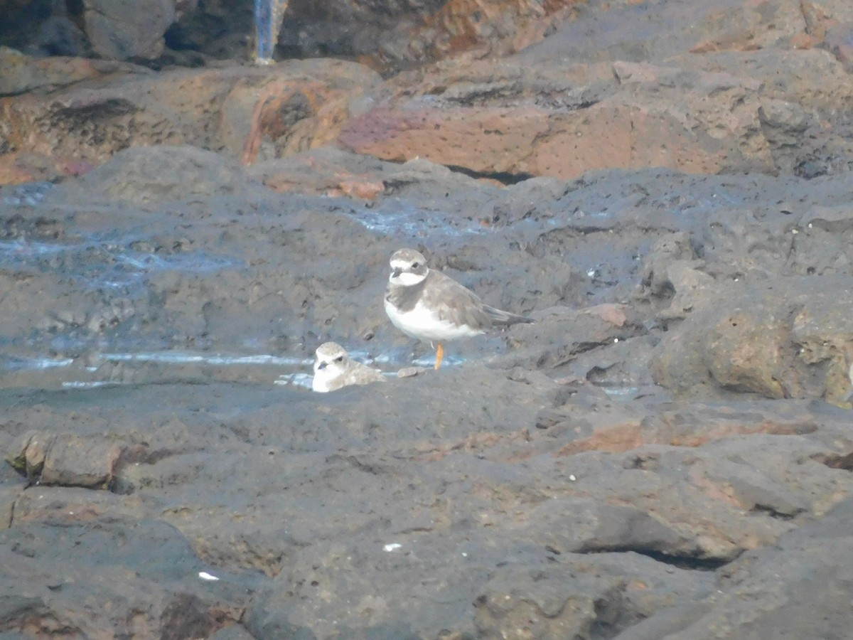 kulík písečný - ML642903737