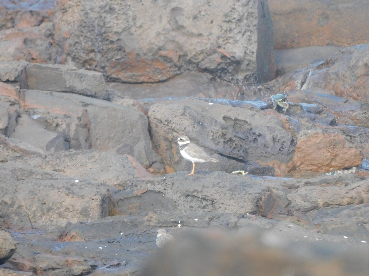 kulík písečný - ML642903738