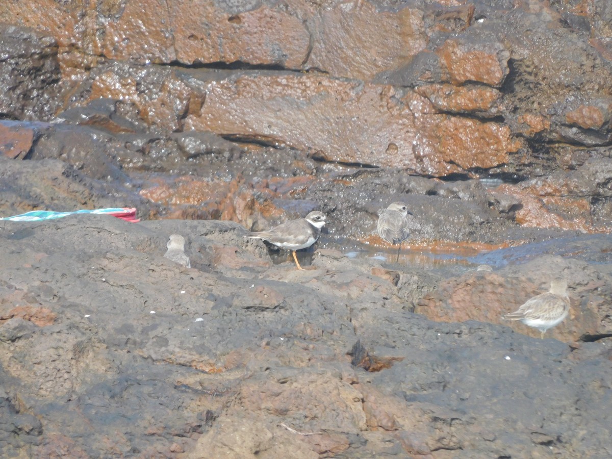 kulík písečný - ML642903739