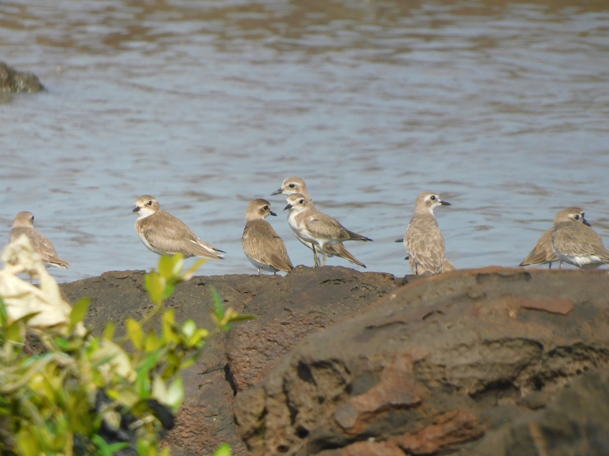 kulík tibetský - ML642903742