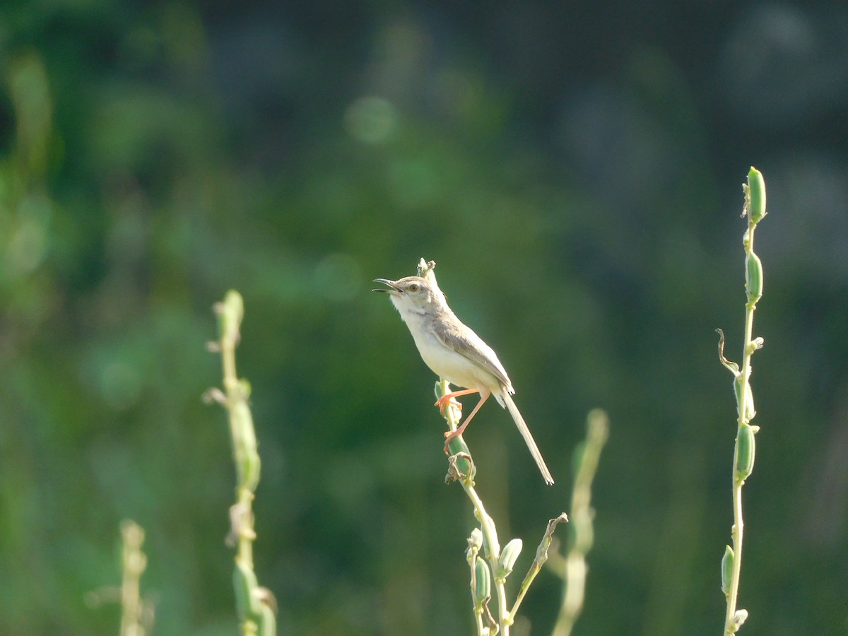 Plain Prinia - ML642903743