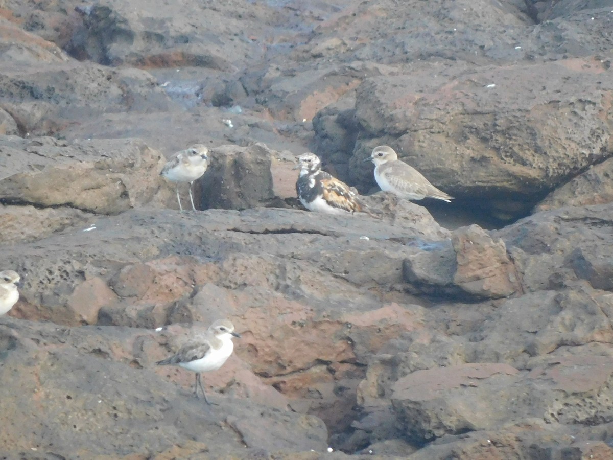 kamenáček pestrý - ML642903746