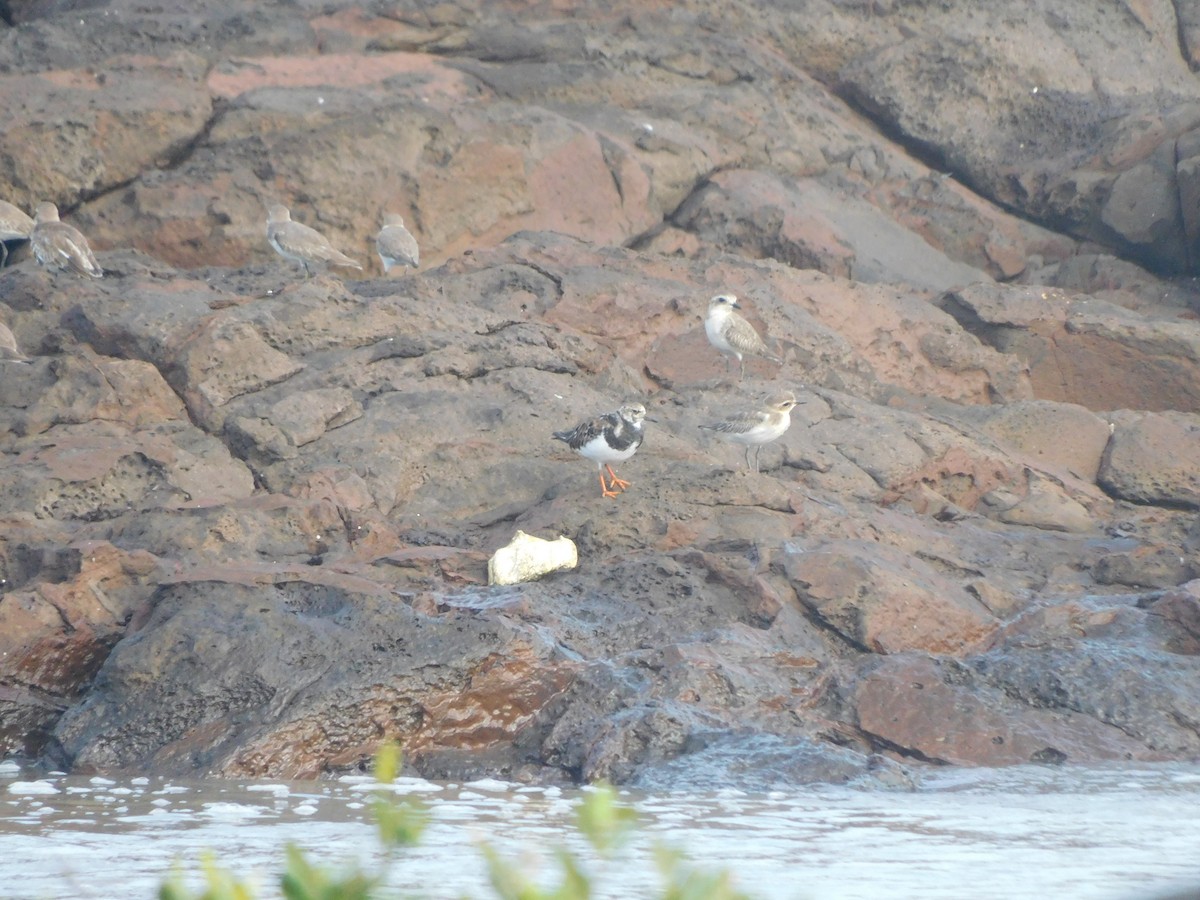 kamenáček pestrý - ML642903747