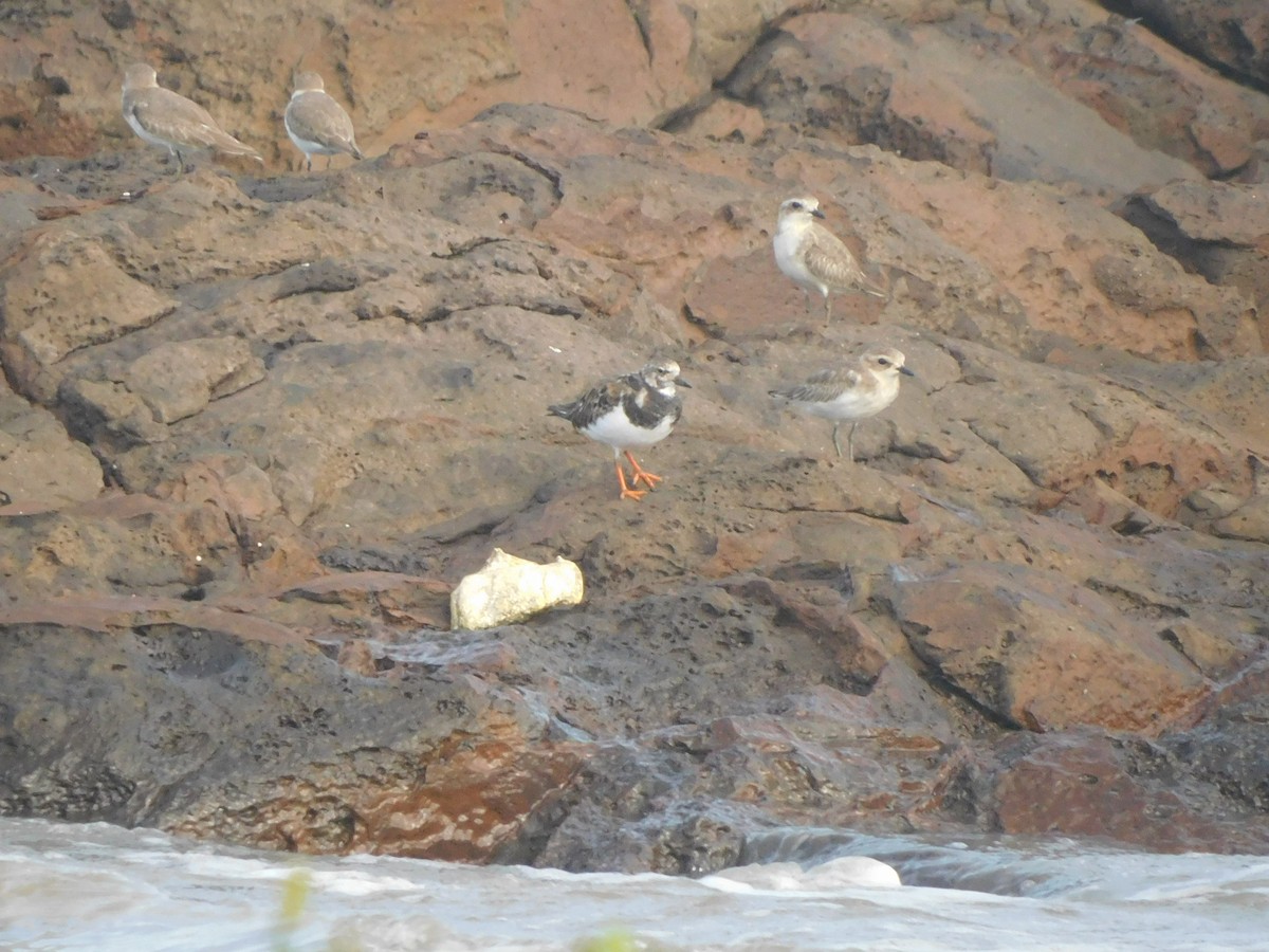 kamenáček pestrý - ML642903748