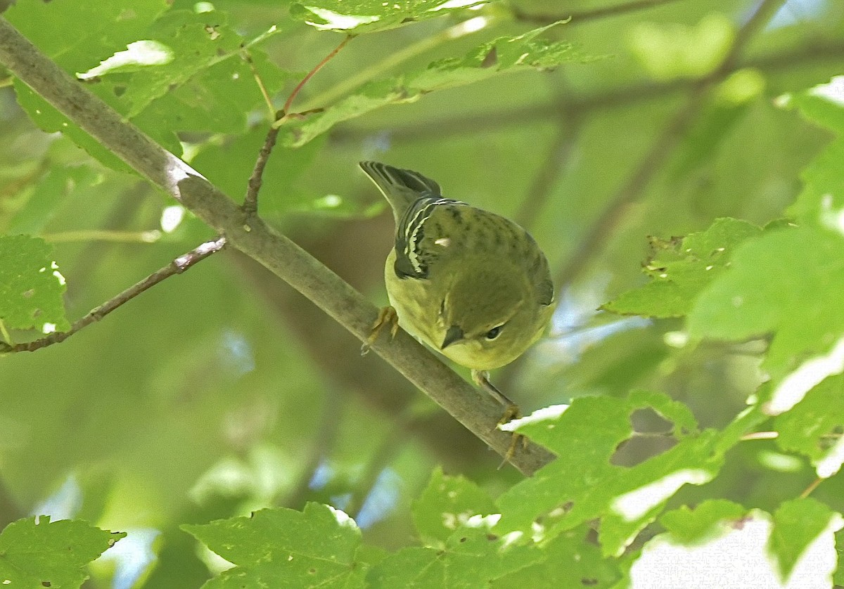 Blackpoll Warbler - ML642903750